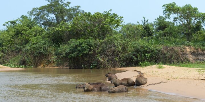 Capybaras (Hydrochaeris hydrochaeris) in the water, Pantanal, Mato Grosso, Brazil