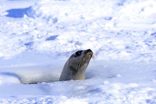 Harp Seal or Saddleback Seal (Pagophilus groenlandicus, Phoca groenlandica), adult female, looking out of breathing hole or aglu, Magdalen Islands, Gulf of Saint Lawrence, Quebec, Canada