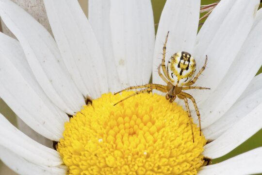 Cricket-bat Orb-weaver Spider (Mangora acalypha) on an Ox-eye Daisy (Leucanthemum vulgare), Hesse, Germany
