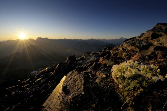 Sunrise with Saxifrage or Stone-breakers (Saxifraga bryoides), Gaschurn, Montafon, Vorarlberg, Austria, Europe
