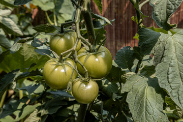 Grüne Tomaten im Garten