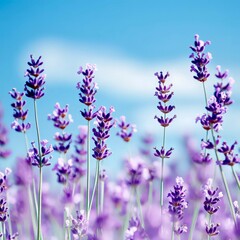 Obraz premium Lavender field closeup flowers purple bloom summer sky seasonal landscape