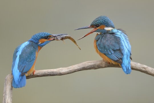 Kingfishers (Alcedo atthis), male passing little fish on to female, courtship feeding, Swabian Alb biosphere reserve, Baden-Württemberg, Germany