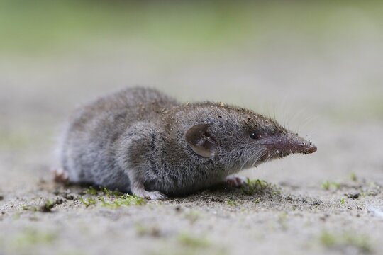 Lesser white-toothed shrew (Crocidura suaveolens), Emsland, Lower Saxony, Germany