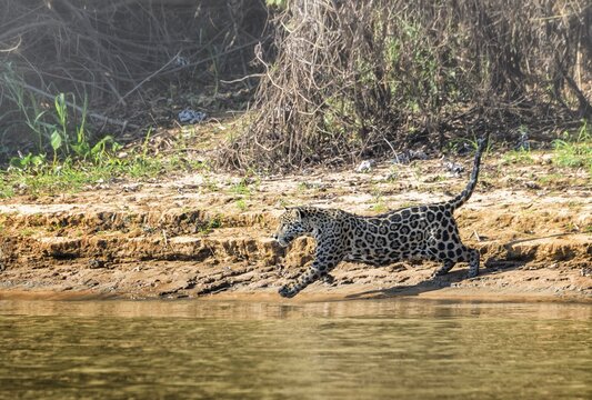 Jaguar (Panthera onca) running and chasing, Cuiaba river, Pantanal, Mato Grosso, Brazil
