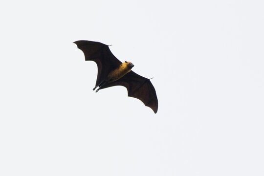 Seychelles Flight Dog (Pteropus seychellensis), Mahe, Seychelles