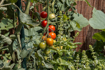 Saftige Cocktailtomaten Im Garten