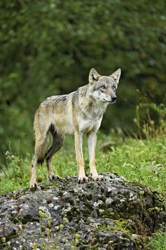 European gray wolf (Canis lupus lupus), old animal standing on rock, captive, Switzerland
