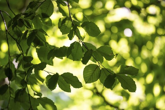 Leaves and branches of a beech tree, sculpture park, Humleb&aelig;k, Niv&aring; Bugt, Hovedstaden, &Oslash;resund coast, Denmark