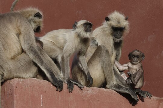 Northern plains gray langurs (Semnopithecus entellus), animal group sitting on a wall, Ranthambhore National Park, Rajasthan, India