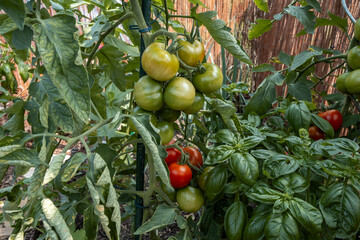 Tomaten und Basilikum im Garten
