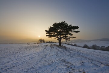 Black pine at sunset, St. Veit, Lower Austria, Austria, Europe