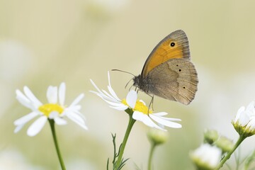 Meadow brown (Maniola jurtina) on flower of daisy, Hesse, Germany