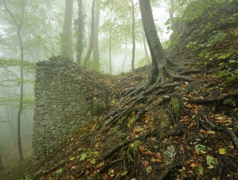 Remains of a ruin in fog, Arnstein, Lower Austria, Austria, Europe