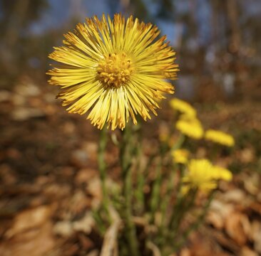 Coltsfoot (Tussilago farfara), Hesse, Germany