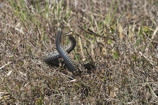 Common European vipers (Vipera berus), comment fight, Emsland, Lower Saxony, Germany
