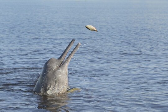 Hunting Amazon River Dolphin or Pink Amazon Dolphin (Inia geoffrensis), Rio Negro, Manaus, Amazonia State, Brazil