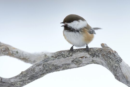 Siberian Tit or Alaska Chickadee (Poecile cinctus) perched on a pine branch in the snow, Oulanka National Park, Kuusamo, Lapland, Finland