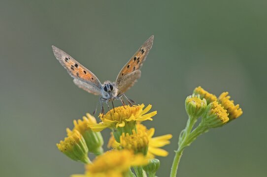 Small Copper (Lycaena phlaeas), Emsland, Lower Saxony, Germany