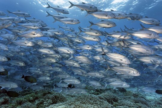 Swarm of fish Bigeye trevallies (Caranx sexfasciatus) swims over coral reef, Great Barrier Reef, Unesco World Heritage, Coral Sea, Pacific, Australia