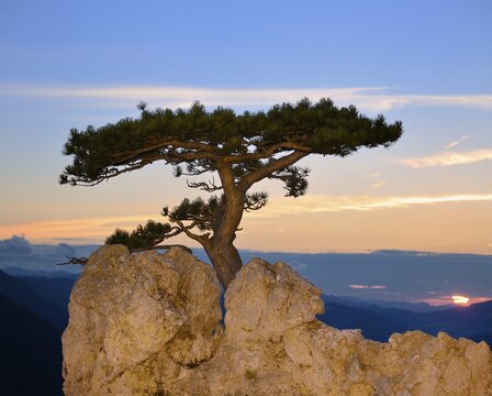 Austrian pine growing on rocks, Peilstein, Triestingtal valley, Lower Austria, Austria, Europe