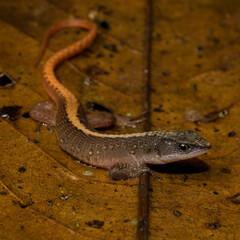 Herpetofauna