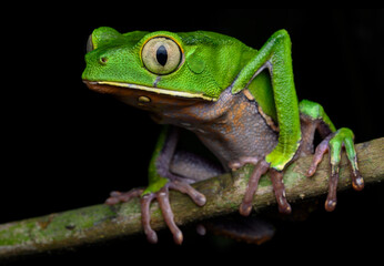 Herpetofauna