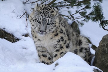 Snow Leopard (Uncia uncia), cub
