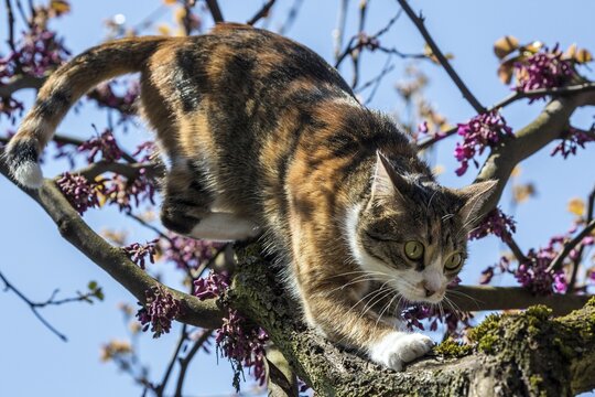Cat (Felis catus), European shorthair, cat, tricolour, tortoiseshell cat, climbing Judas tree (Cercis siliquastrum) Judas Tree, Baden-W&uuml;rttemberg, Germany
