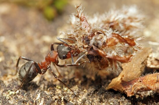 Red Wood Ant (Formica rufa) with material for the anthill, Hesse, Germany