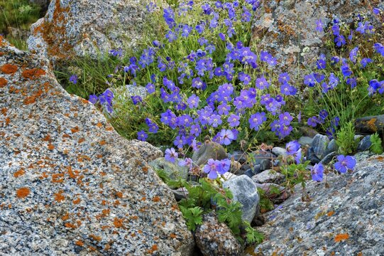 Meadow cranesbill (Geranium pratense) growing between rocks covered with lichen, Naryn gorge, Naryn Region, Kyrgyzstan