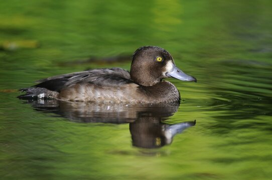 Tufted duck (Aythya fuligula) in eclipse plumage