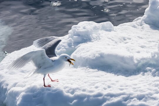 Glaucous Gulls (Larus hyperboreus) with a fish in the beak, Olgastretet, Edge Island, Svalbard Archipelago, Arctic Norway, Europe