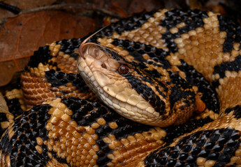 Herpetofauna