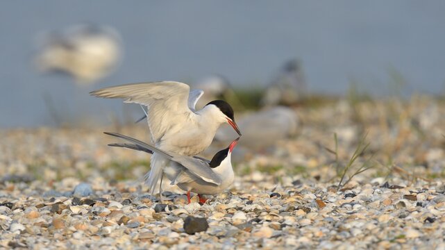 Common Terns (Sterna hirundo), pair mating in a breeding colony on a shell bank, Wagejot Nature Reserve, Texel, West Frisian Islands, province of North Holland, Netherlands
