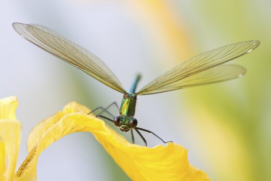 Female Banded Demoiselle (Calopteryx splendens) on an iris, North Hesse, Hesse, Germany
