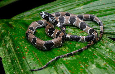 Herpetofauna