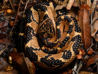 Herpetofauna