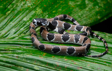 Herpetofauna