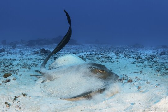 Cowtail stingray (Pastinachus sephen) strikes with tail and starts from the sandy bottom, Indian Ocean, Maldives