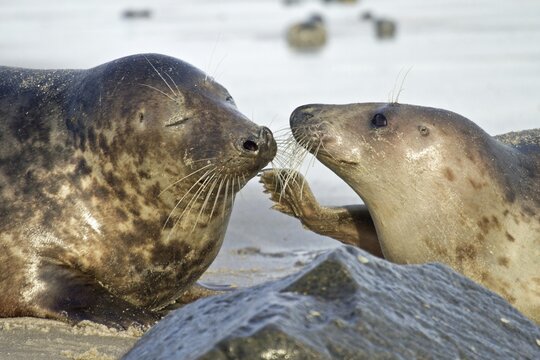 Gray Seal (Halichoerus grypus), male and female, Helgoland, Schleswig-Holstein, Germany