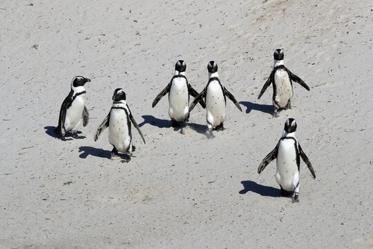 African penguin (Spheniscus demersus), adult, group, on the beach, walking, Boulders Beach, Simonstown, Western Cape, South Africa