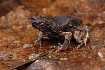Herpetofauna