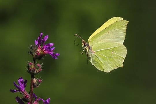 Brimstone (Gonepteryx rhamni) approaching flower of purple loosestrife (Lythrum salicaria), Hesse, Germany
