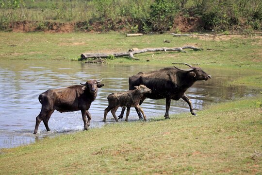 Wild water buffalo (Bubalus arnee), female with calf at water, Udawalawe National Park, Sri Lanka