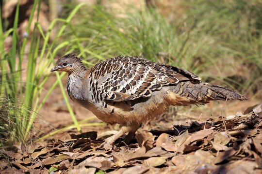 Mallee fowl (Leipoa ocellata), adult male, South Australia, Australia