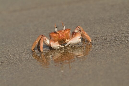 Ghost Crab (Ocypode gaudichaudii), Bartolome Island, Galapagos Islands, UNESCO World Heritage Site, Ecuador