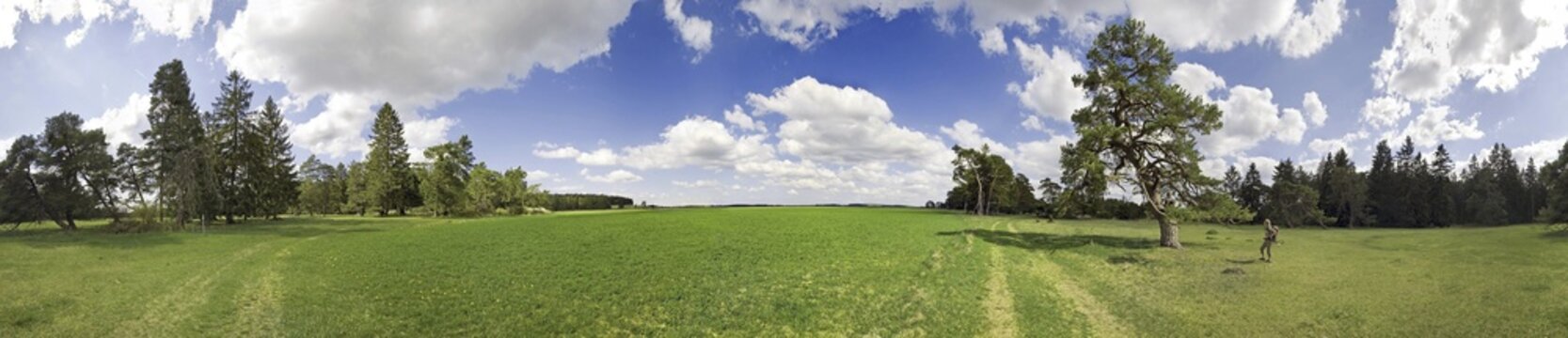 360&deg; panorama, old pine forest and sky with clouds, near Titting, Eichstaett district, Bavaria, Germany, Europe