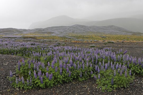 Lupins (Lupina) are planted to stabilize the wide sand plains along the southern coast of Iceland, Atlantic Ocean