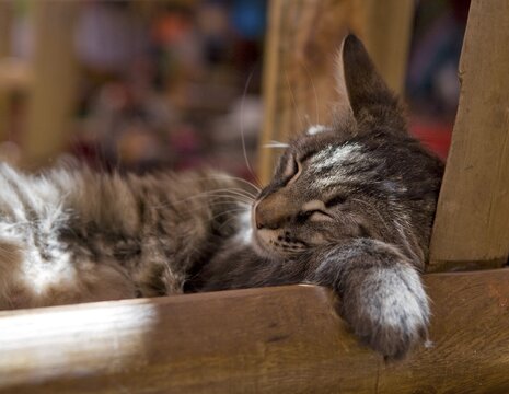 Sleeping cat, San Pedro de Atacama, Región de Antofagasta, Chile, South America